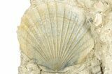 Fossil Pecten (Scallops) In Limestone - Gironde, France #302970-1